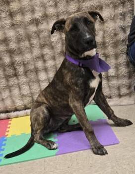 Dreamfyre -  Mixed Breed Dog for Adoption in Hamilton, Ohio - Dreamfyre | PetCurious