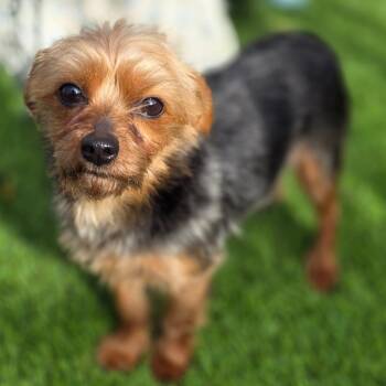 Yorkshire Terrier Dogs Available for Adoption - Bibi | PetCurious