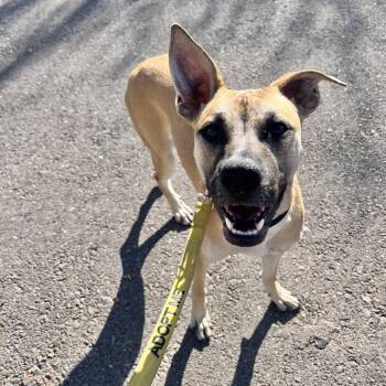 Shepherd and Mixed Breed Dogs Available for Adoption in Las Vegas, Nevada - Riley 53638 | PetCurious