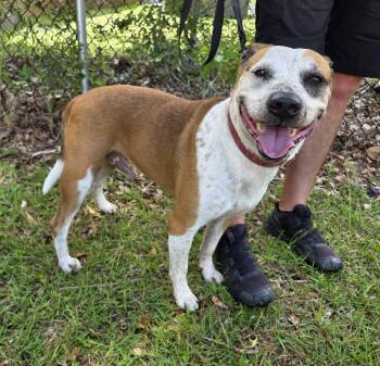 Scooter -  Staffordshire Bull Terrier and Labrador Retriever Dog for Adoption in Magnolia Springs, Alabama - Scooter | PetCurious