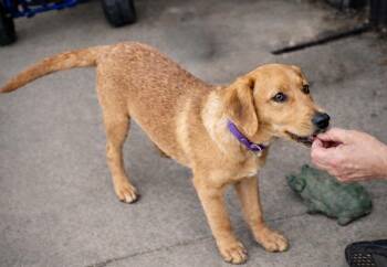 Labrador Retriever Dogs Available for Adoption - Sandy (Hicks) | PetCurious