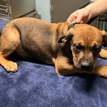 Hank -  Boxer Dog for Adoption in Salem, West Virginia - Hank | PetCurious