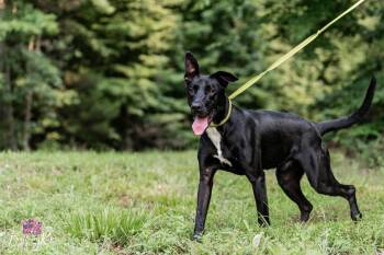 Kevin -  Black Labrador Retriever and German Shepherd Dog Dog for Adoption in Powhatan, Virginia - Kevin | PetCurious