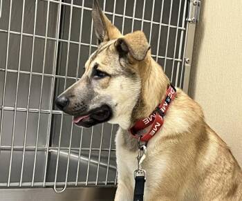 German Shepherd Dog Dogs Available for Adoption - Sergeant | PetCurious