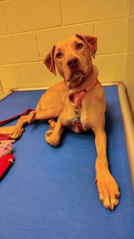 Mountain Cur Dogs Available for Adoption - Raspberry | PetCurious