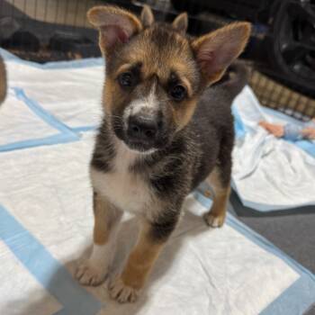 Rescue Mixed Breed Dogs for Adoption in Buffalo, Minnesota - Wood | PetCurious