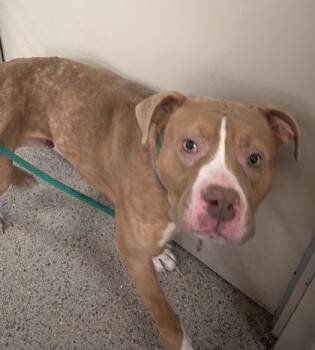 Dialga -  Pit Bull Terrier and Mixed Breed Dog for Adoption in Fishers, Indiana - Dialga | PetCurious