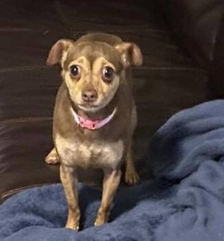 Chihuahua Dogs Available for Adoption in Shawnee, Oklahoma - Honey | PetCurious