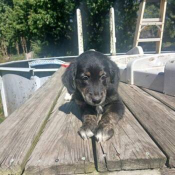 Patterson -  Golden Retriever and Border Collie Dog for Adoption in Twin Lakes, Wisconsin - Patterson | PetCurious