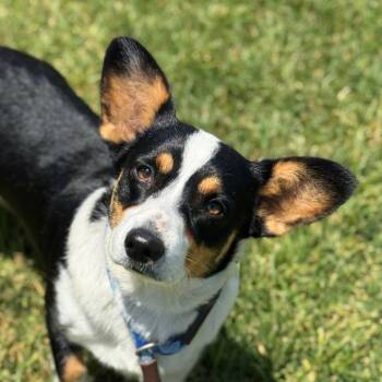 Junie -  Cardigan Welsh Corgi Dog for Adoption in Goleta, California - Junie | PetCurious