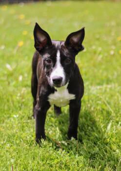 Terrier and Australian Cattle Dog Blue Heeler Dogs Available for Adoption in Battle Creek, Michigan - Bea | PetCurious