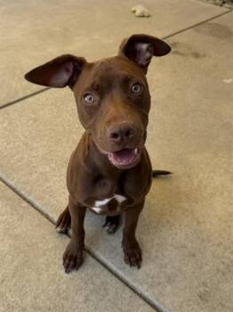ESPRESSO -  Pit Bull Terrier and Mixed Breed Dog for Adoption in Sacramento, California - ESPRESSO | PetCurious