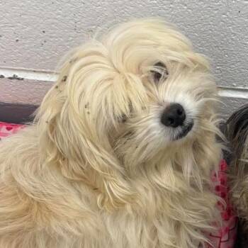 Pongo -  Mixed Breed Dog for Adoption in Fredericksburg, Virginia - Pongo | PetCurious