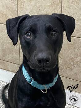 Labrador Retriever Dogs Available for Adoption - Dior | PetCurious