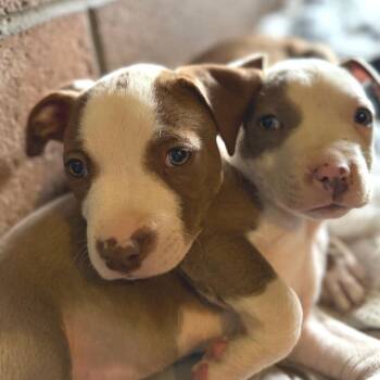 Jack -  Pit Bull Terrier Dog for Adoption in Goleta, California - Jack | PetCurious