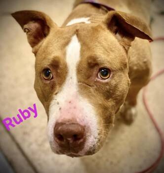 Rescue American Staffordshire Terrier Dogs for Adoption in Coldwater, Michigan - Ruby | PetCurious