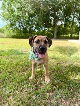 Elton John Chunk Of Love -  Black Mouth Cur and Pit Bull Terrier Dog for Adoption in Friendswood, Texas - Elton John Chunk Of Love | PetCurious