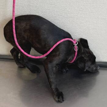 Mixed Breed Dogs Available for Adoption in Las Cruces, New Mexico - 107249 | PetCurious