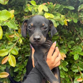 Spud -  Chihuahua and Dachshund Dog for Adoption in Goleta, California - Spud | PetCurious