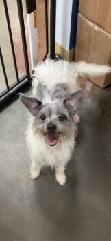 Gus Gus -  Terrier Dog for Adoption in Council Bluffs, Iowa - Gus Gus | PetCurious