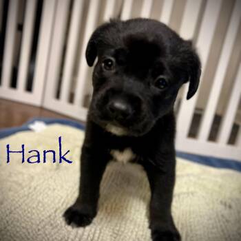 Hank -  German Shepherd Dog Dog for Adoption in Brentwood, Tennessee - Hank | PetCurious