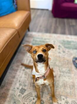 Pit Bull Terrier and American Staffordshire Terrier Dogs Available for Adoption in Friendswood, Texas - Dottie Sue Your Personal Ray Of Sunshine | PetCurious