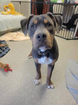 Pit Bull Terrier Dogs Available for Adoption in Fort Wayne, Indiana - T-BONE | PetCurious