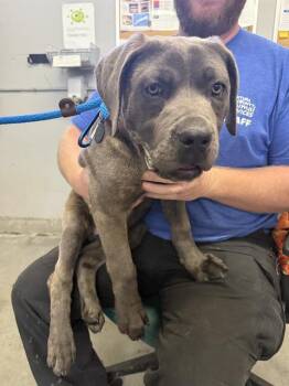 Cane Corso Dogs Available for Adoption in Camarillo, California - ISABELLA | PetCurious