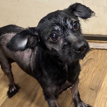 Rescue Poodle Dogs for Adoption in Rockville, Maryland - Onyx | PetCurious