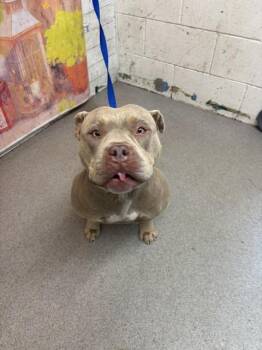 DARCY -  Pit Bull Terrier and Mixed Breed Dog for Adoption in San Bernardino, California - DARCY | PetCurious