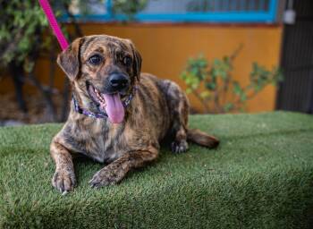 Plott Hound and Black Mouth Cur Dogs Available for Adoption in Anacortes, Washington - Lady Pinta | PetCurious