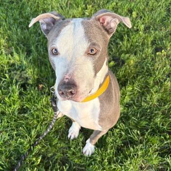 DG -  Terrier Dog for Adoption in Syracuse, New York - DG | PetCurious