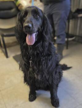Newfoundland Dog and Flat Coated Retriever Dogs Available for Adoption in Washington, District Of Columbia - Franklin | PetCurious