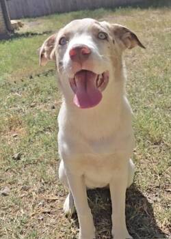 Jitterbug -  Australian Shepherd Dog for Adoption in Manchester, Connecticut - Jitterbug | PetCurious