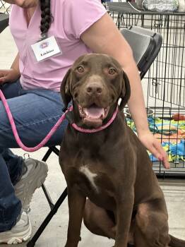 Rescue Labrador Retriever Dogs for Adoption in Lafayette, Colorado - Okayden | PetCurious