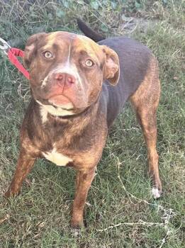 Rescue Mixed Breed Dogs for Adoption in North Myrtle Beach, South Carolina - Mila | PetCurious