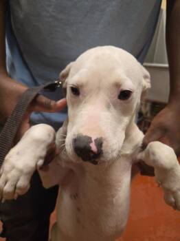 Found Animal 375 -  Mixed Breed Dog for Adoption in Douglasville, Georgia - Found Animal 375 | PetCurious