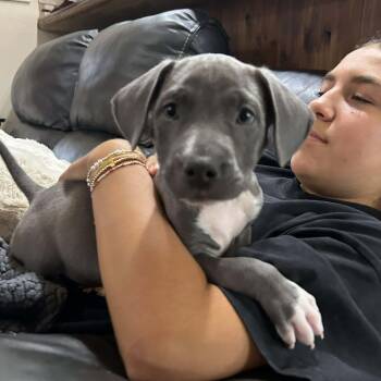 Terrier and Pointer Dogs Available for Adoption - Pretty Boy Floyd | PetCurious