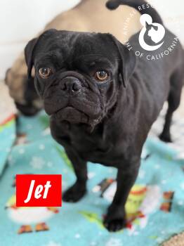 Jet -  Pug Dog for Adoption in Coachella, California - Jet | PetCurious