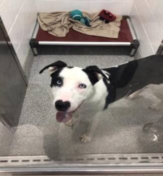 Corbin -  Siberian Husky and Mixed Breed Dog for Adoption in Elmira, New York - Corbin | PetCurious