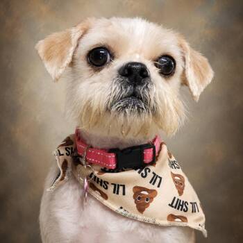 Lulu -  Shih Tzu Dog for Adoption in Helena, Alabama - Lulu | PetCurious