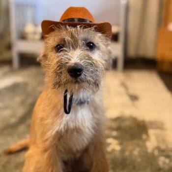 Miles the Most Precious Scruffy -  Cairn Terrier and Yorkshire Terrier Dog for Adoption in Friendswood, Texas - Miles The Most Precious Scruffy | PetCurious