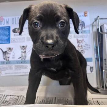 YOSEMITE -  American Staffordshire Terrier Dog for Adoption in San Antonio, Texas - YOSEMITE | PetCurious