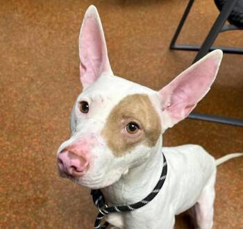 Mona -  Bull Terrier and Ibizan Hound Dog for Adoption in Euclid, Ohio - Mona | PetCurious