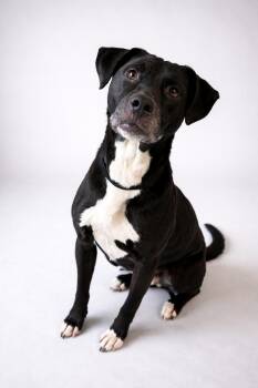 Black Labrador Retriever Dogs Available for Adoption - Miller | PetCurious