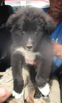 Australian Shepherd Dogs Available for Adoption in Oklahoma City, Oklahoma - A472785 | PetCurious