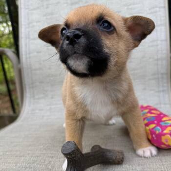 Chihuahua Dogs Available for Adoption in Minneapolis, Minnesota - Italy | PetCurious