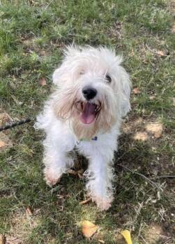 Rescue Miniature Schnauzer Dogs for Adoption in Annapolis, Maryland - O