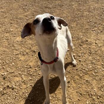 Mixed Breed Dogs Available for Adoption - Clementine | PetCurious