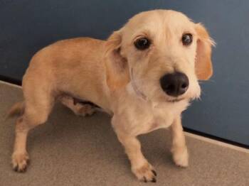 BISCUIT -  Dachshund Dog for Adoption in San Clemente, California - BISCUIT | PetCurious